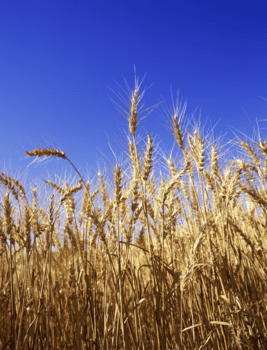 Quantifying Physical Climate Risks for Infrastructure Financing